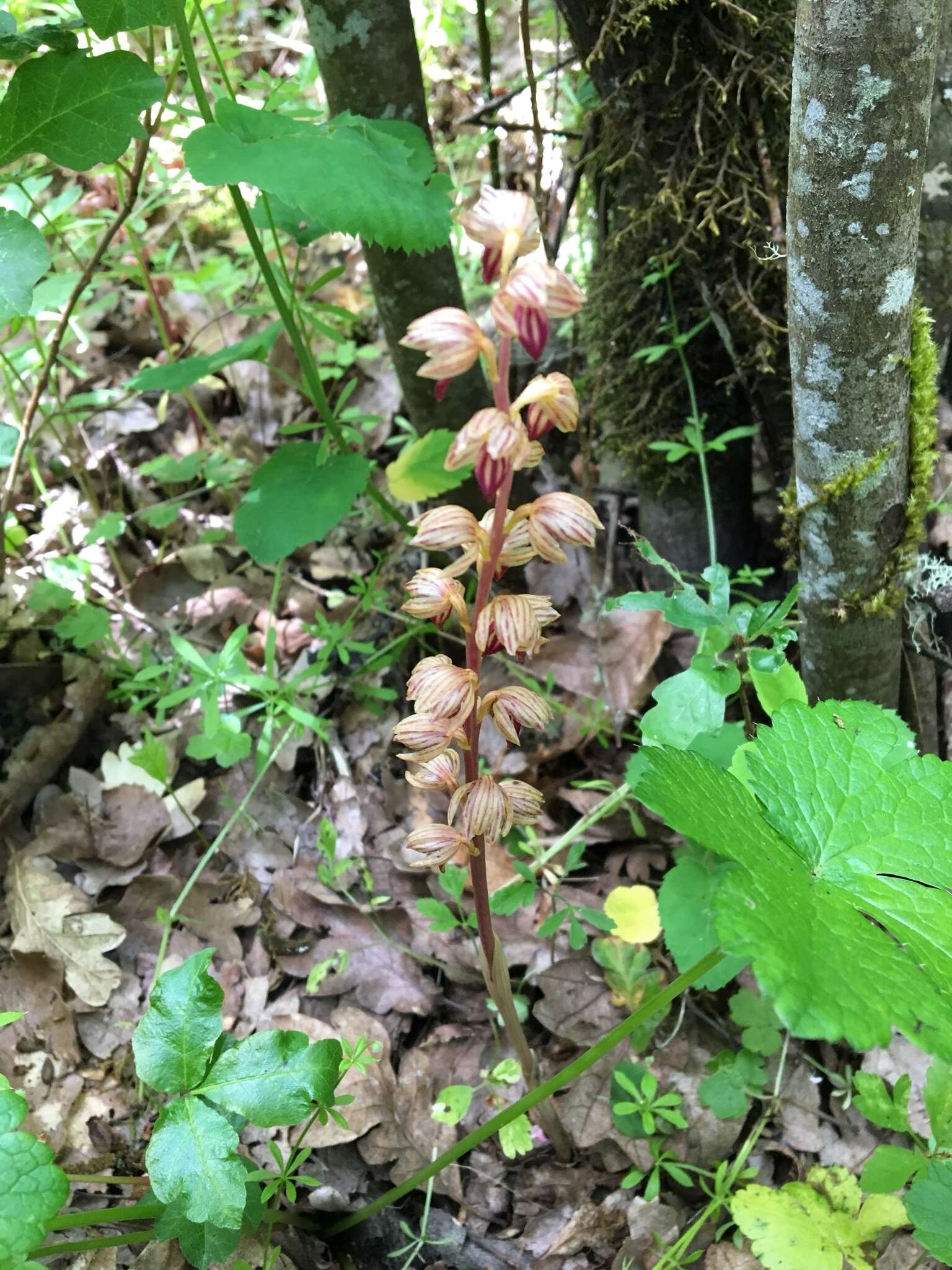 Image of Striped coralroot