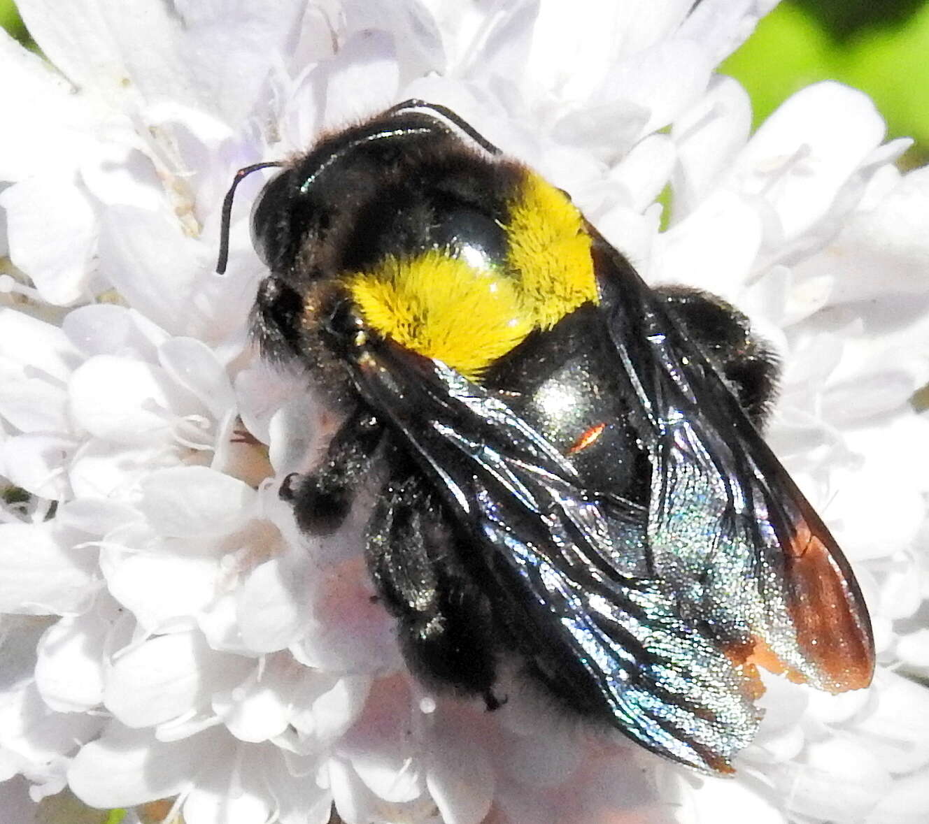 Plancia ëd Xylocopa flavicollis (De Geer 1778)