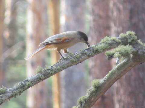 Image of Siberian Jay