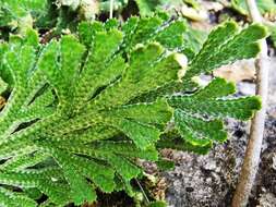 Image of Selaginella novoleonensis Hieron.