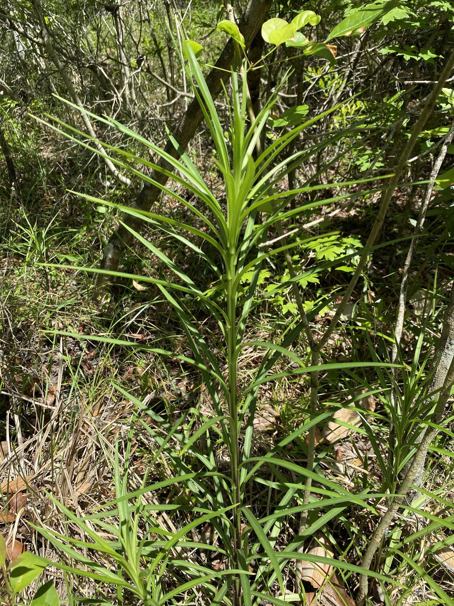 Image of Philippine lily