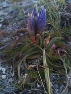 صورة Gentiana decumbens L. fil.