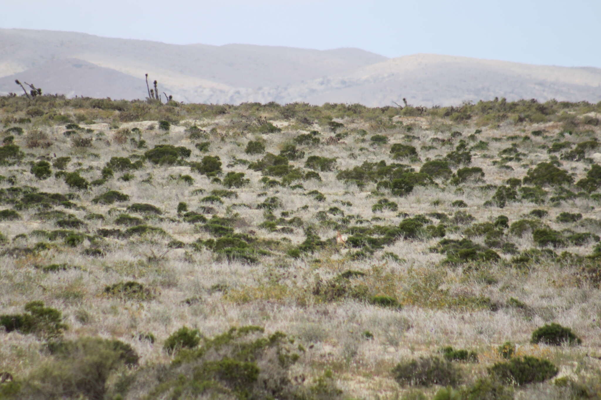Image of Baja California pronghorn