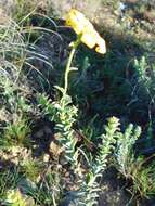 Image of <i>Osteospermum <i>polygaloides</i></i> var. polygaloides