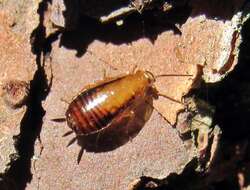 Image of Small Yellow Texas Cockroach