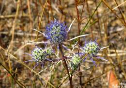 Image de Eryngium tenue Lam.