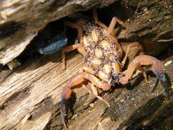 Tityus cylindricus (Karsch 1879) resmi