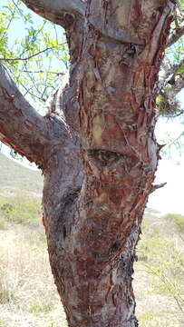 Image of Bursera galeottiana Engl.