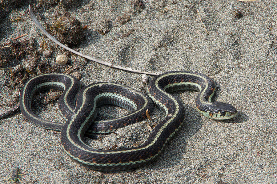 Image of Thamnophis sirtalis pickeringii (Baird & Girard 1853)