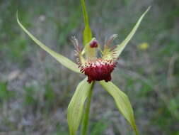 Image of Carbunup king spider orchid