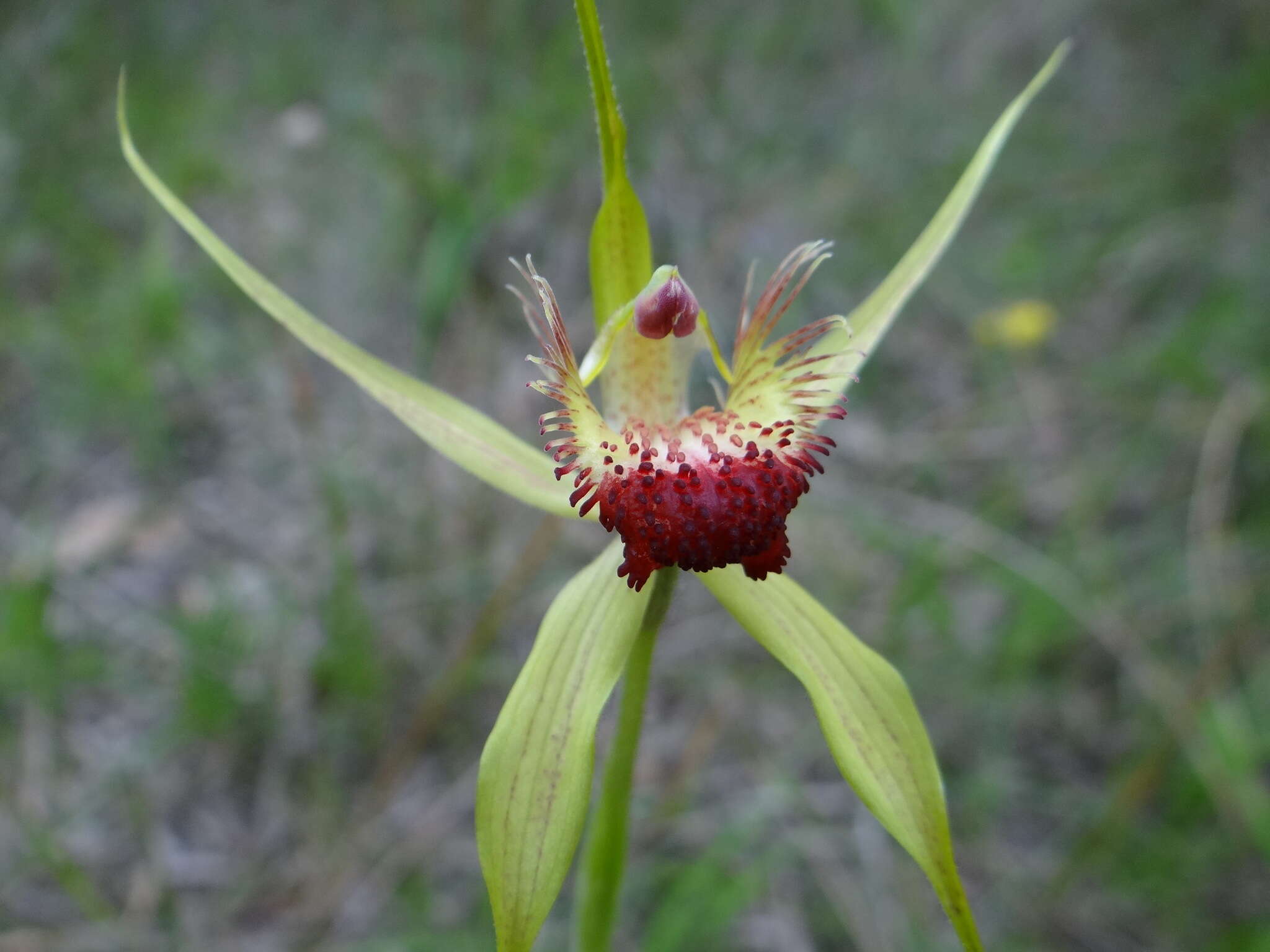 Image of Carbunup king spider orchid