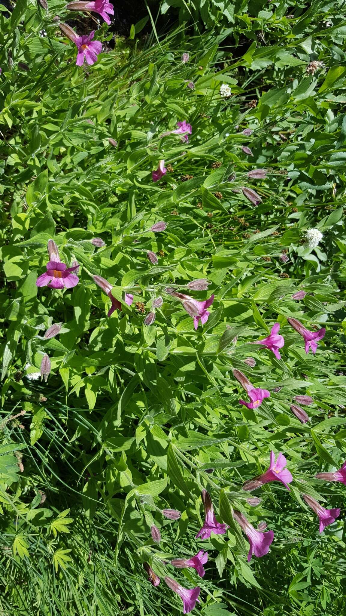 Image of Great Purple Monkey-Flower