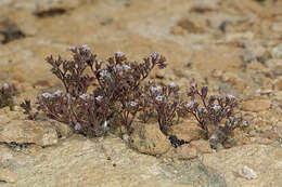 Image de Phacelia saxicola A. Gray