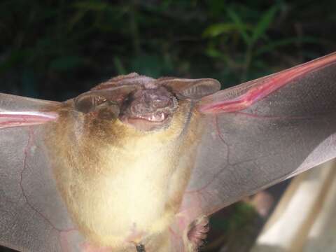 Image of Peters' Wrinkle-lipped Bat