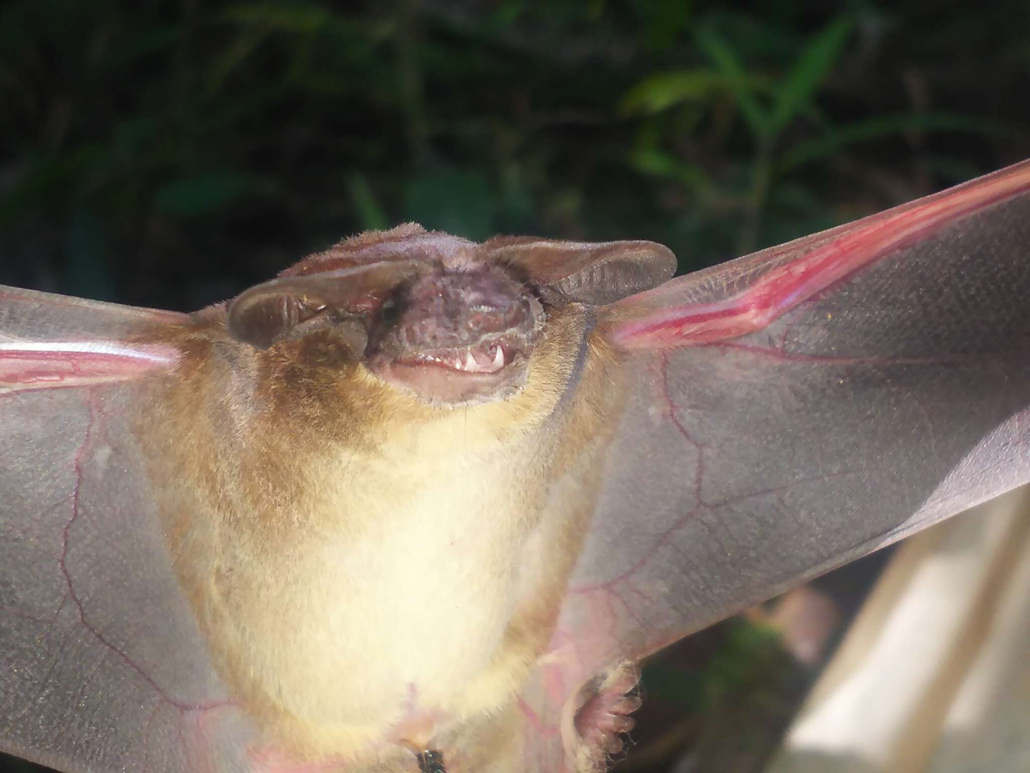 Image of Peters' Wrinkle-lipped Bat