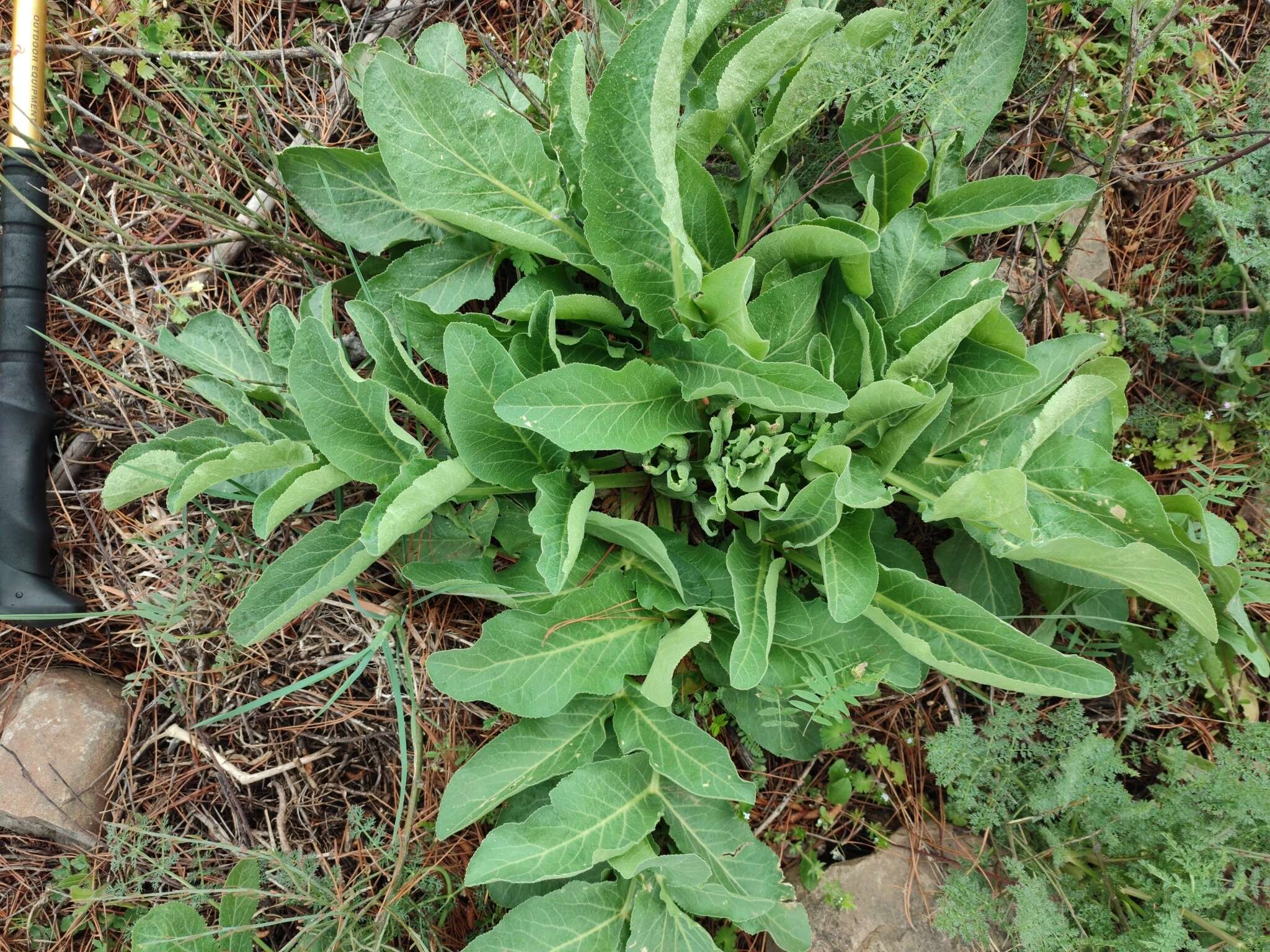 Image of Magydaris panacifolia (Vahl) Lange