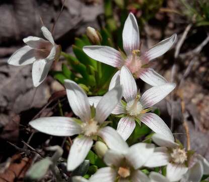 Image of Lysimachia alternifolia (Cav.)