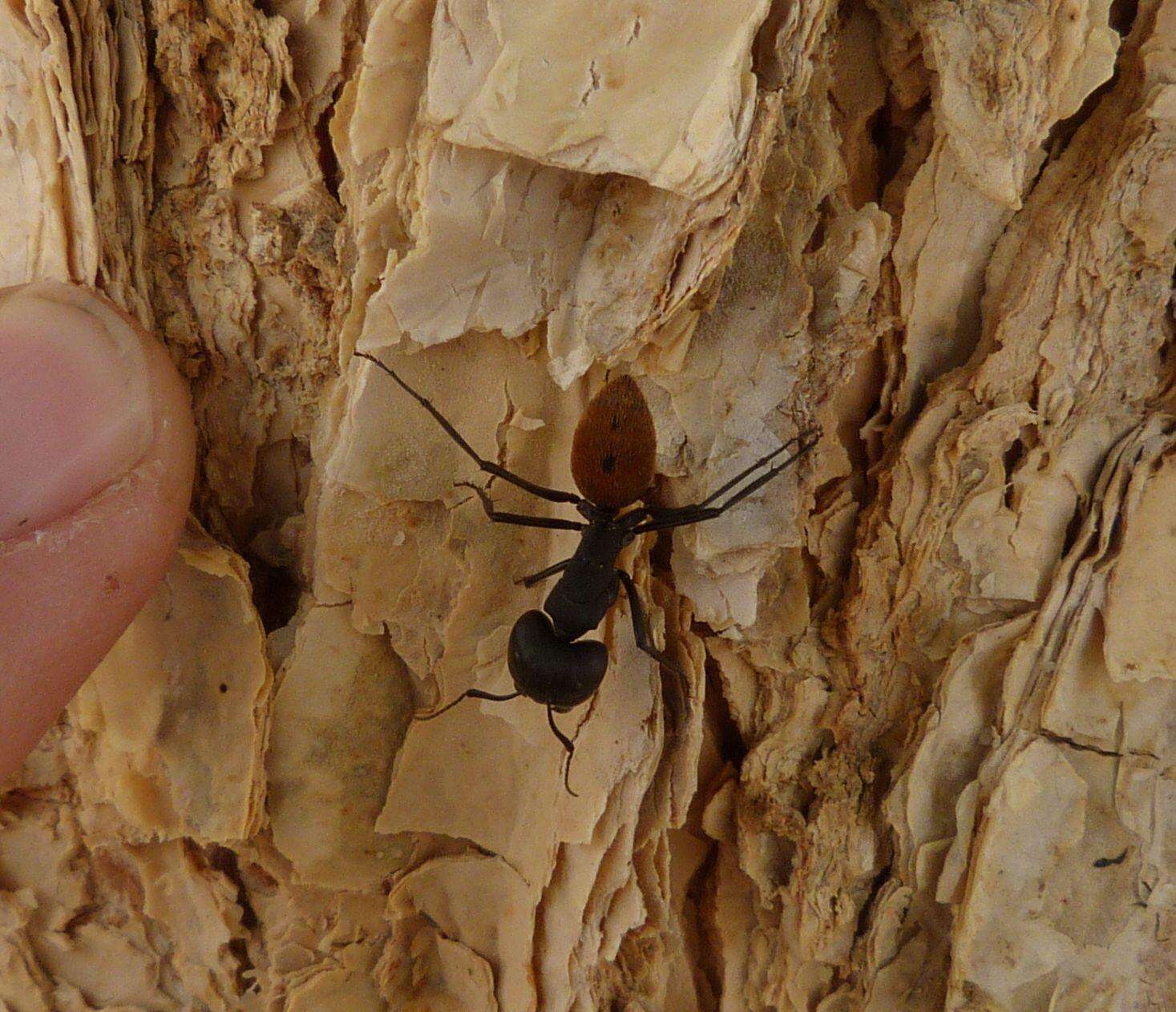 Image of Camponotus fulvopilosus (De Geer 1778)