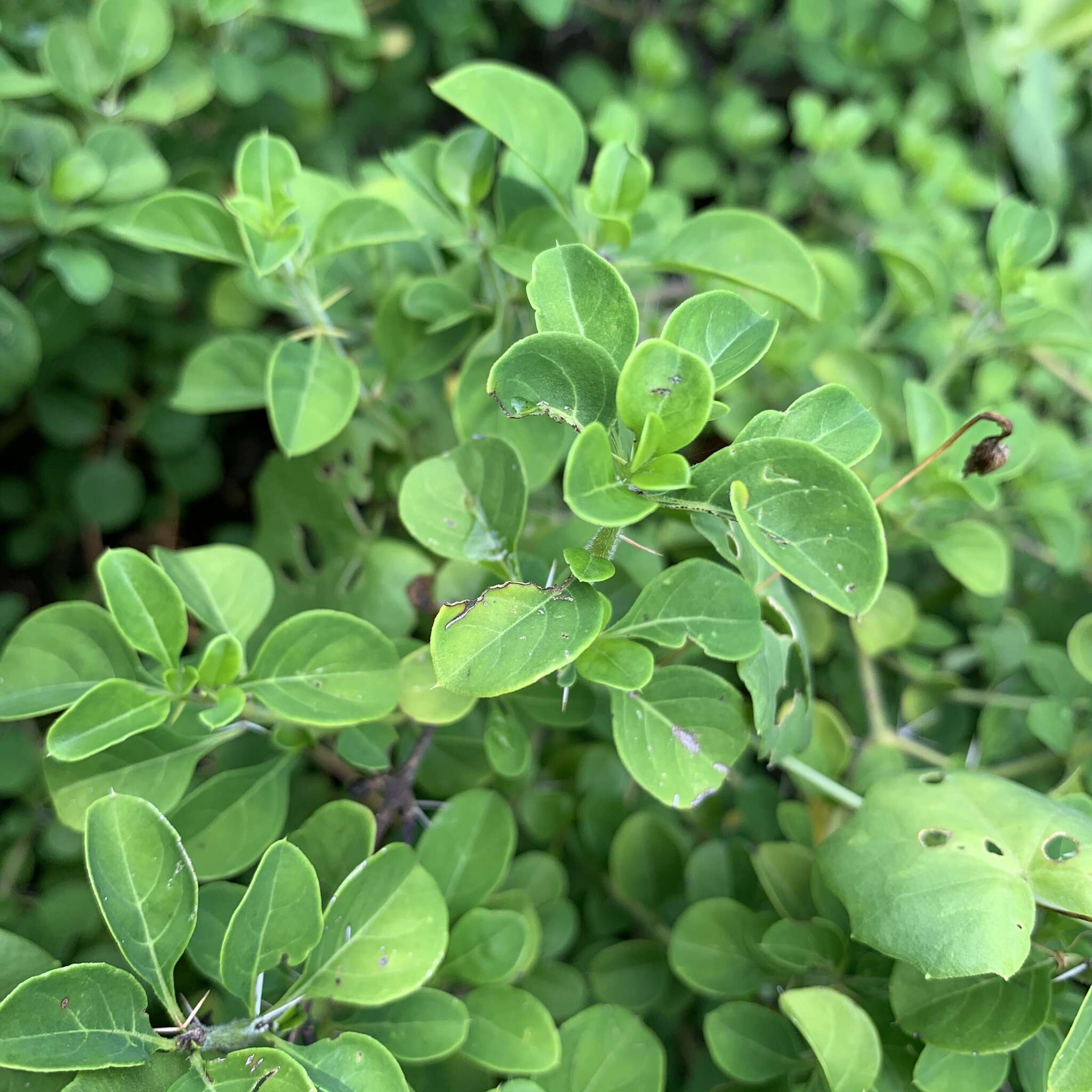 Barleria rotundifolia Oberm.的圖片