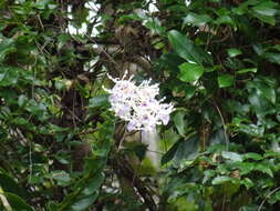 Image of Blue antler orchid
