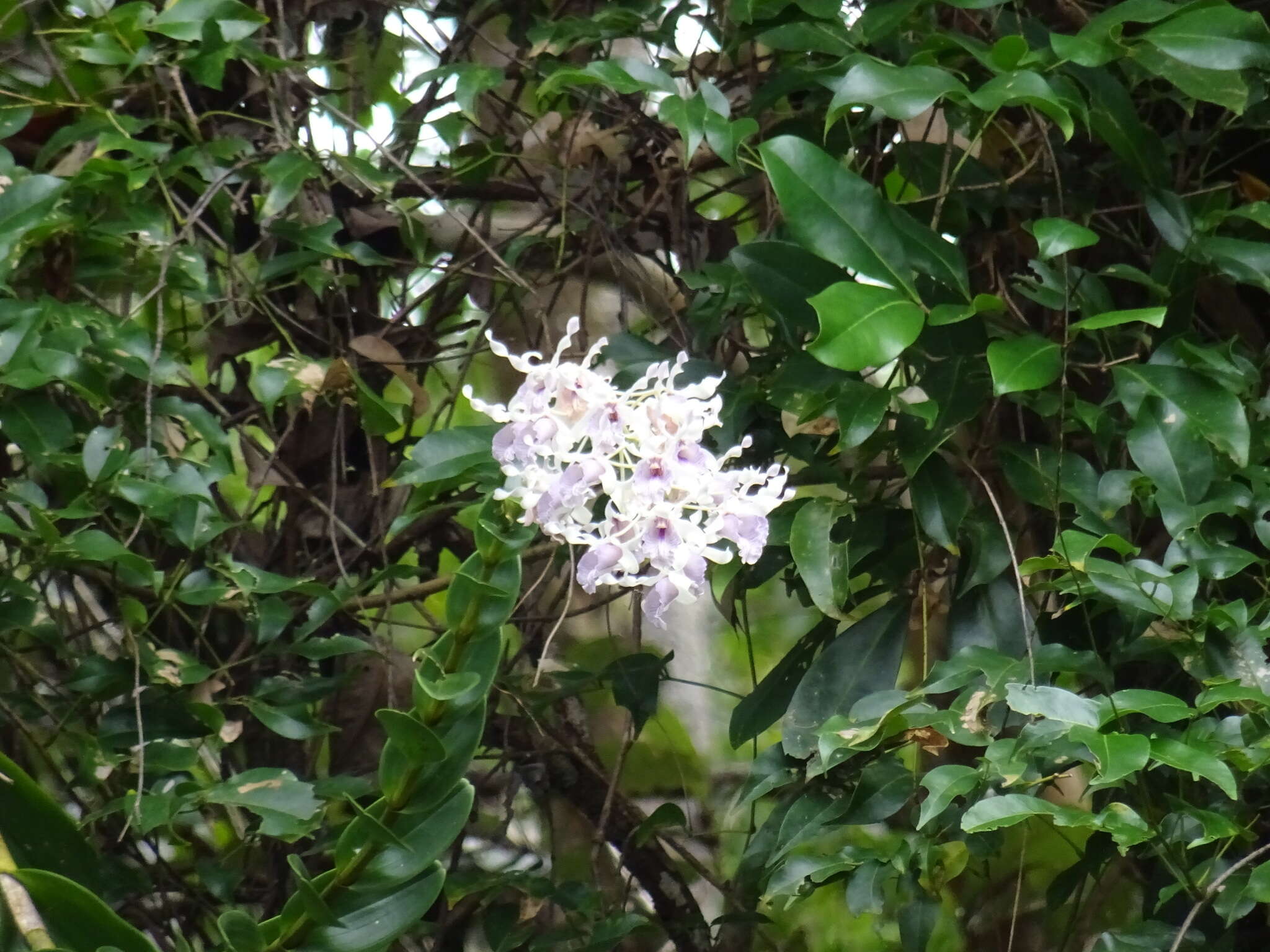 Image of Blue antler orchid