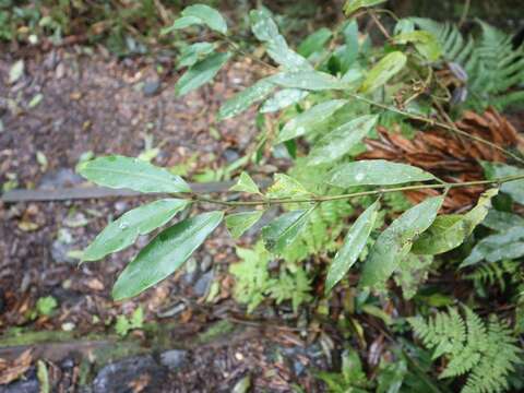 Lasianthus japonicus Miq. resmi