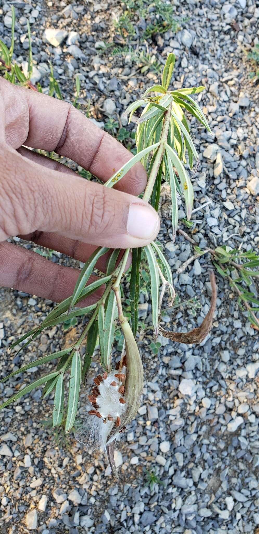 Слика од Asclepias fascicularis Decne.