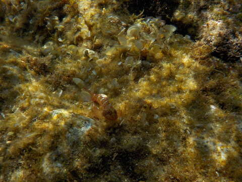 Image of Red-black triplefin