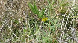 Image of Goodenia amplexans F. Müll.