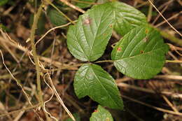 Image of Rubus dasyphyllus (Rogers) Rogers