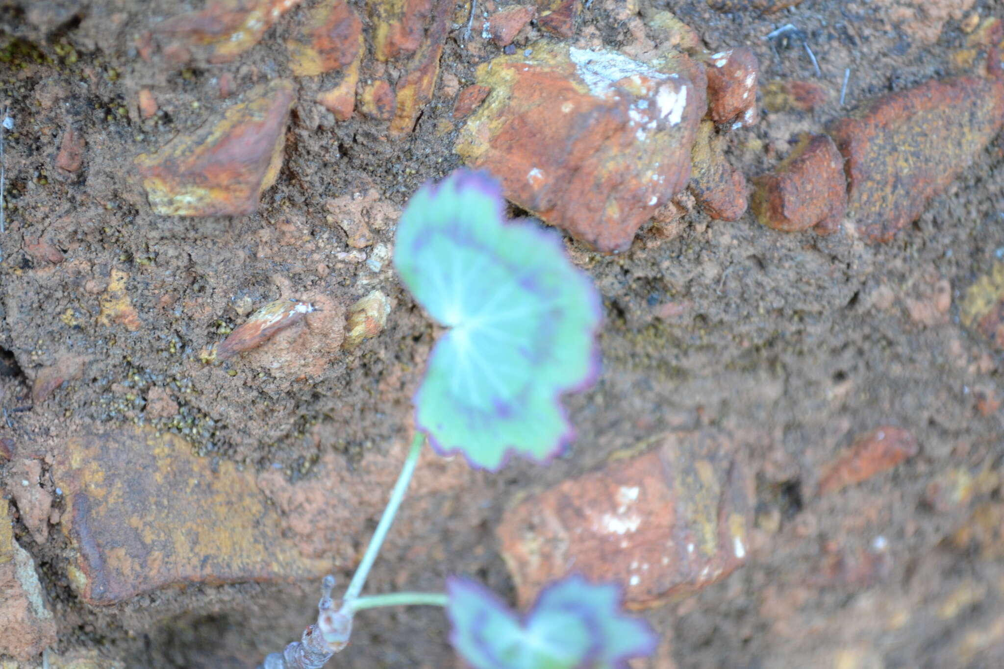 Image of Pelargonium tabulare (Burm. fil.) L'Her.