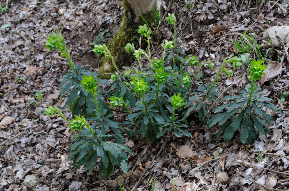 Image of Wood Spurge