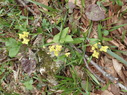 Image of Epimedium pinnatum subsp. colchicum (Boiss.) N. Busch