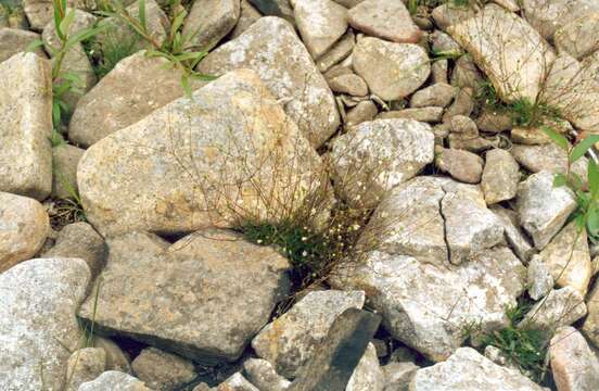 Image of Bog Stitchwort