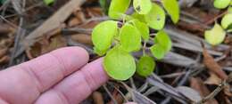 Image of Polynesian peperomia