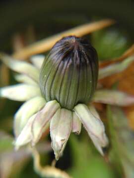 Image of Taraxacum lamprophyllum M. P. Christiansen & M. P. Christiansen