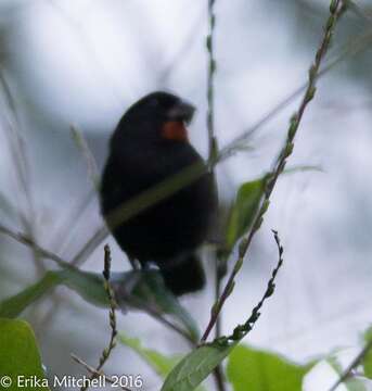 Image of Antillean bullfinches