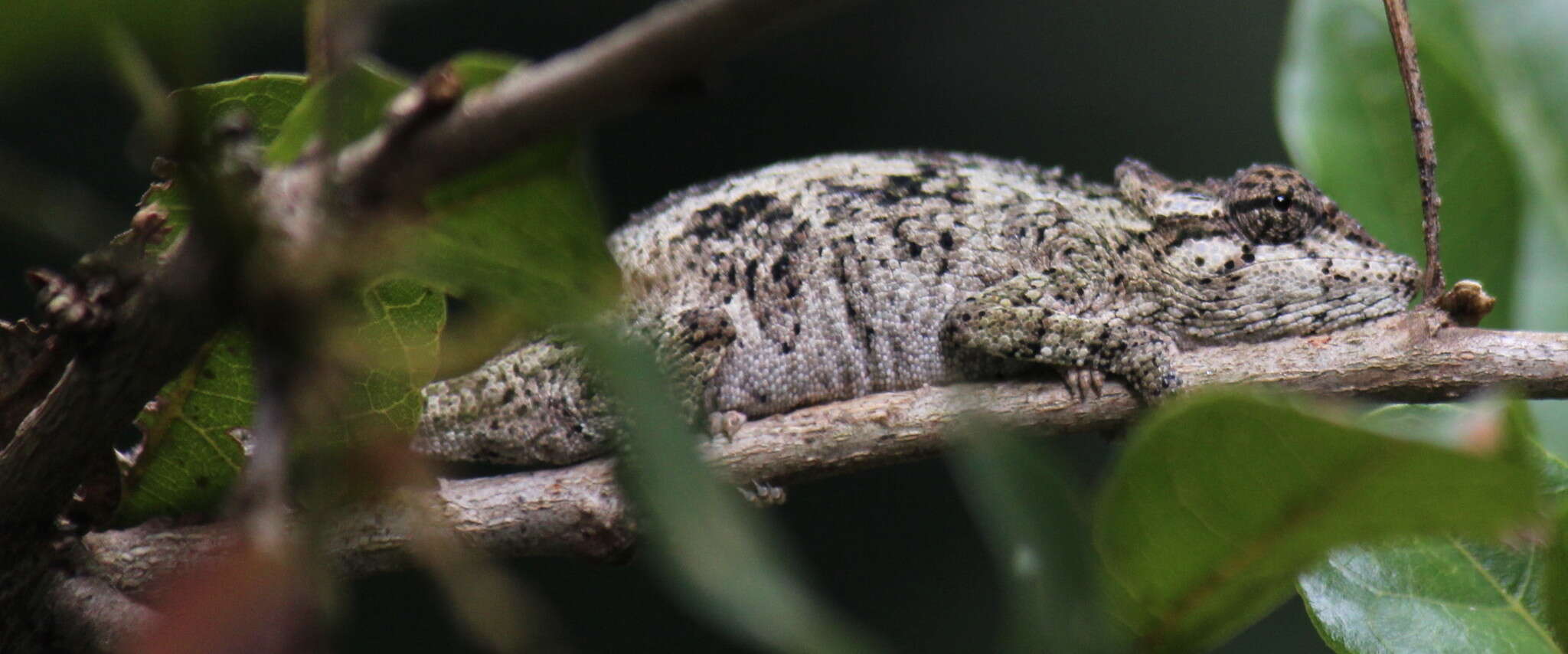 Image of Dhlinza Dwarf Chameleon