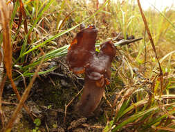 Image of Gyromitra infula (Schaeff.) Quél. 1886