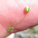 Image of hilly sandwort