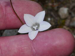 صورة Wahlenbergia albomarginata subsp. laxa (G. Simpson) J. A. Petterson