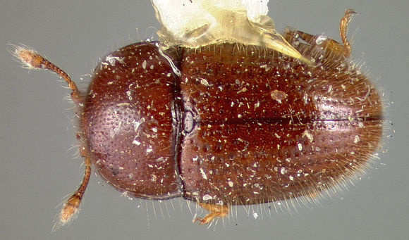 Image of <i>Philothermus newtoni</i> Slipinski 1982