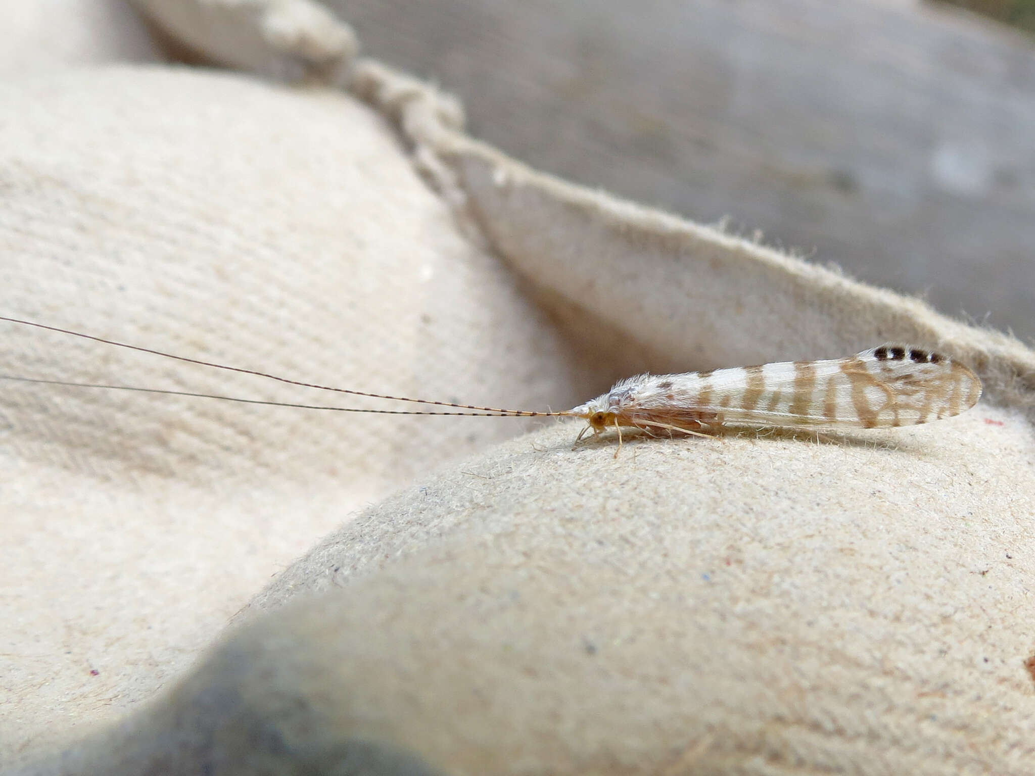 Image of Nectopsyche exquisita (Walker 1852)