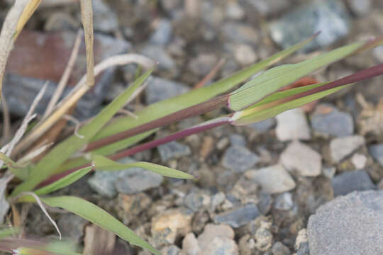 Image of alpine timothy