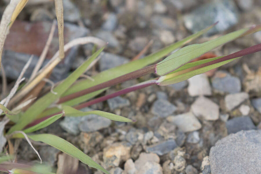 Image of alpine timothy