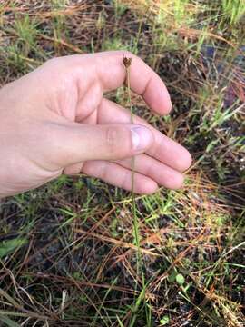 Image of Baldwin's Beak Sedge