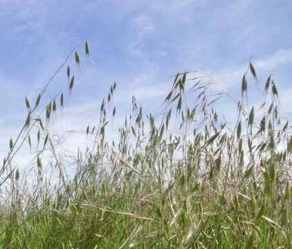 Image of wild oat