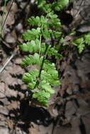 Thelypteris palustris subsp. pubescens (Lawson) Fraser-Jenkins的圖片