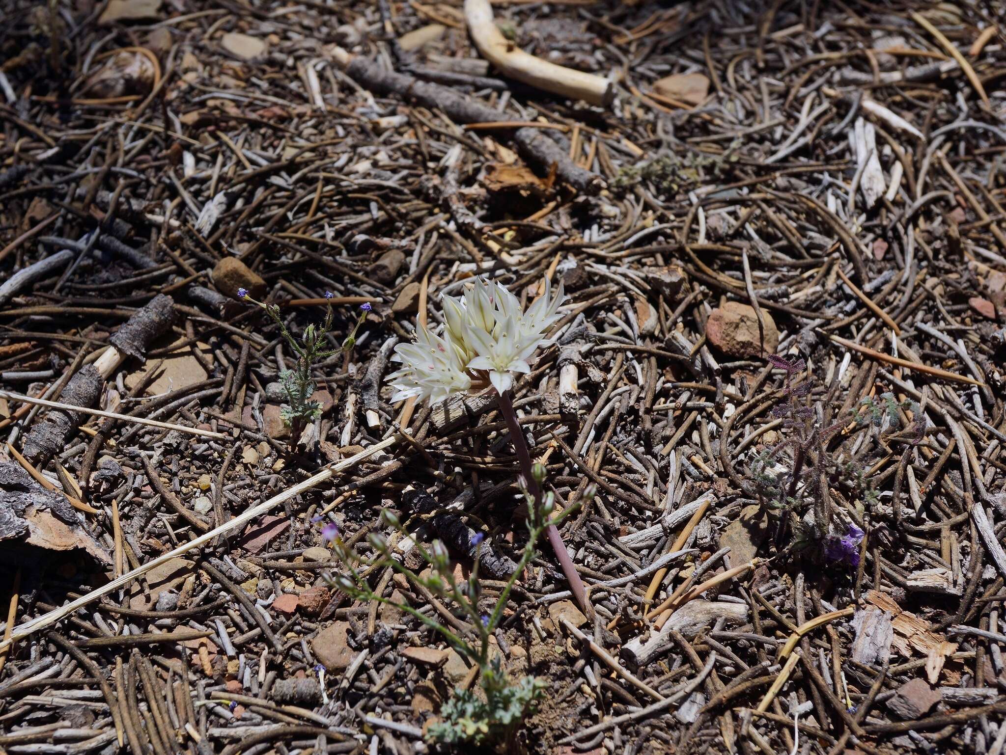 Image of darkred onion