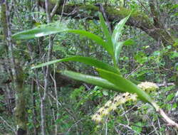 Image of Tridactyle bicaudata subsp. bicaudata